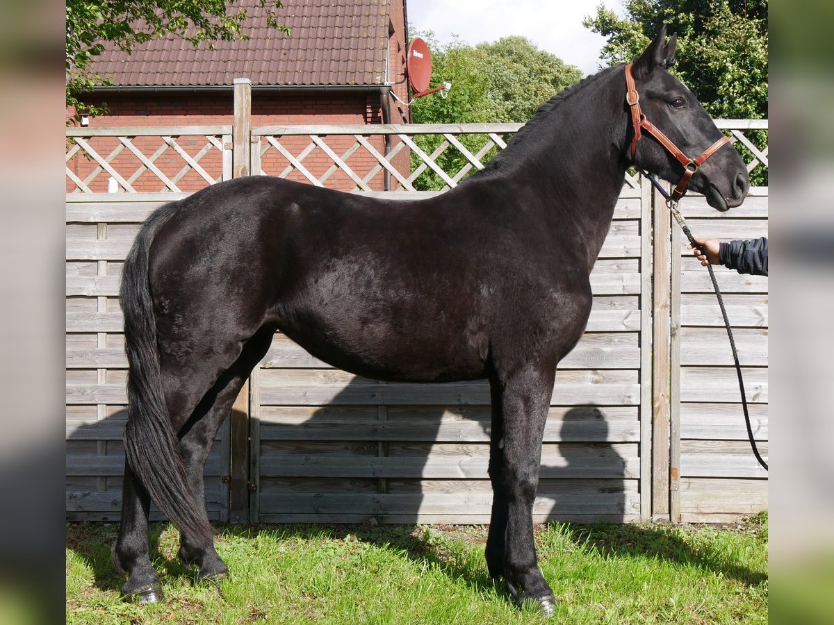 Fries paard Mix Merrie 4 Jaar 154 cm in Dorsten