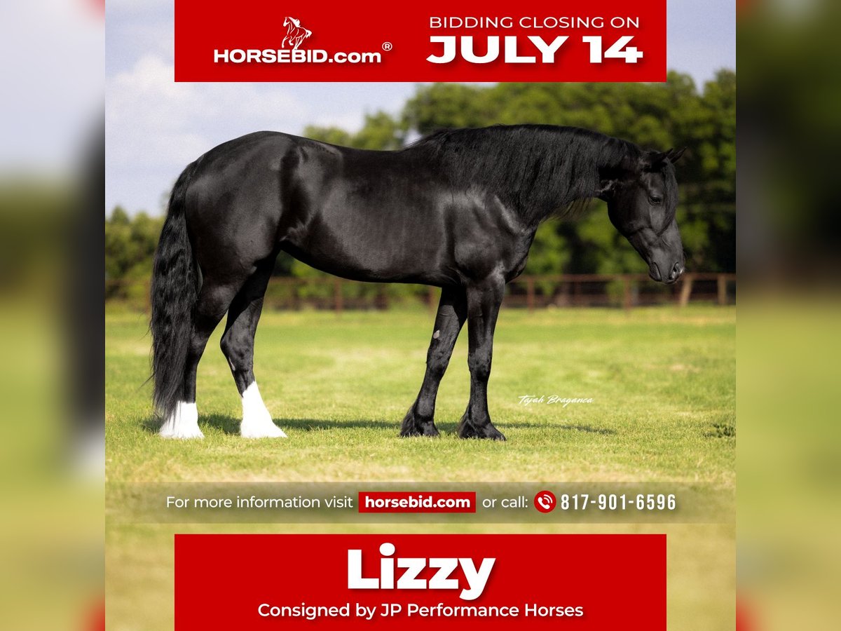Fries paard Mix Merrie 4 Jaar 157 cm Zwart in Weatherford