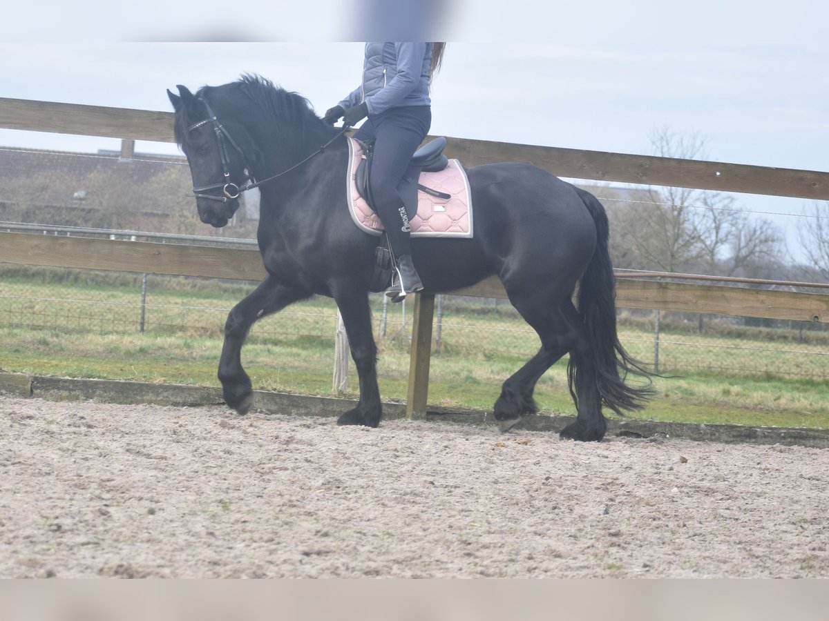 Fries paard Merrie 4 Jaar 158 cm Zwart in Achtmaal