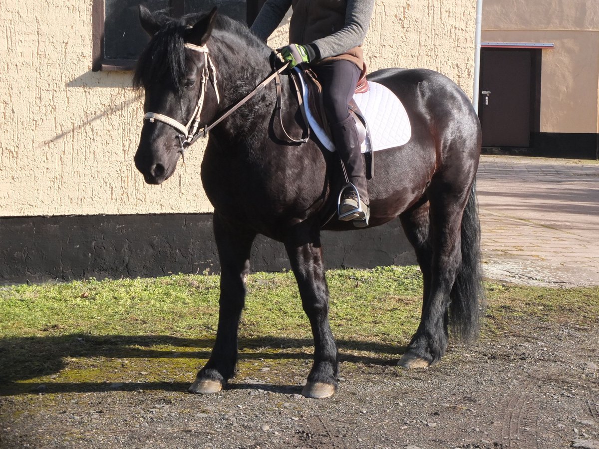 Fries paard Mix Merrie 4 Jaar 158 cm Zwart in Buttst&#xE4;dt