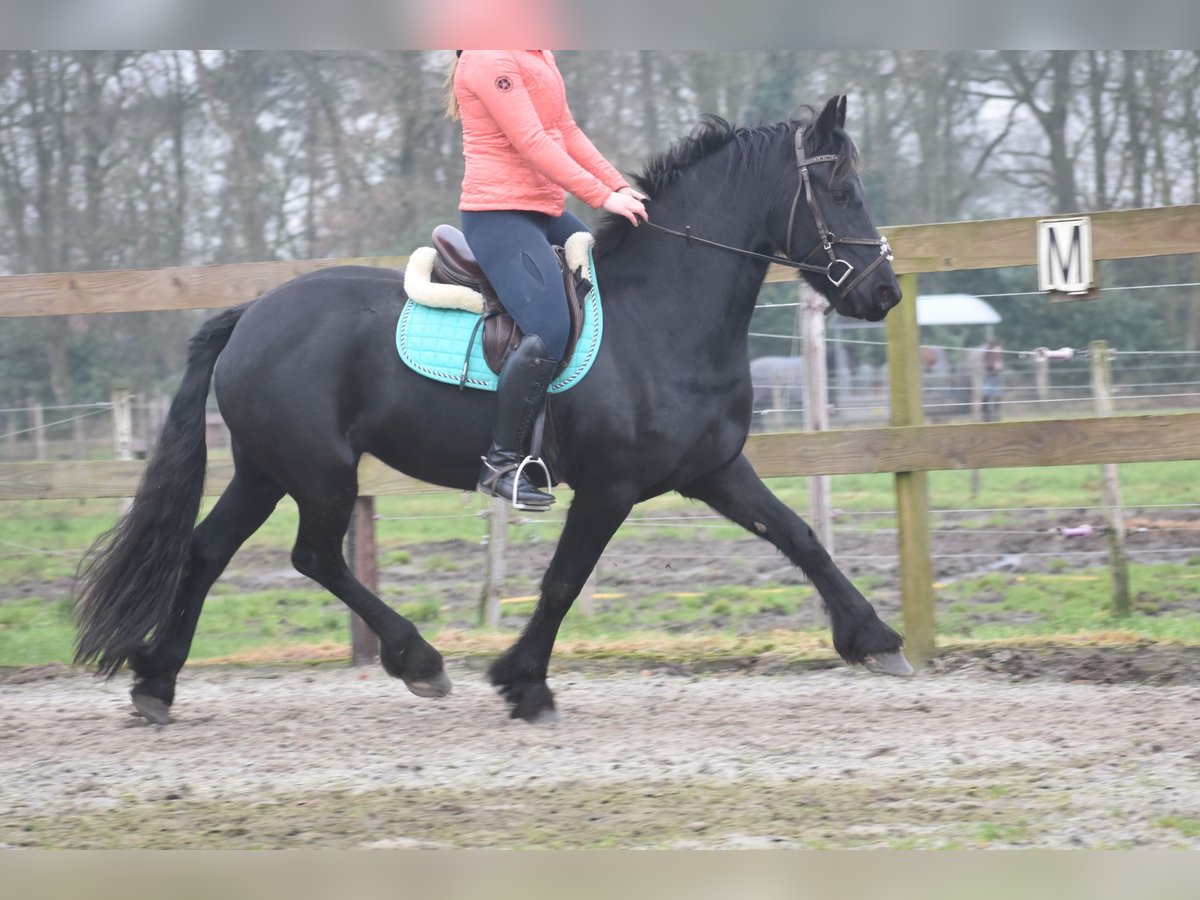 Fries paard Merrie 4 Jaar 159 cm Zwart in Achtmaal