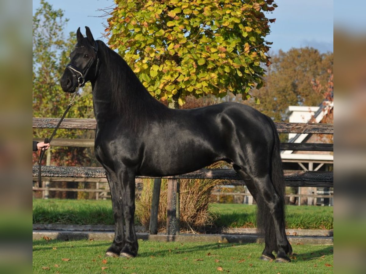 Fries paard Merrie 4 Jaar 160 cm Zwart in Lunteren