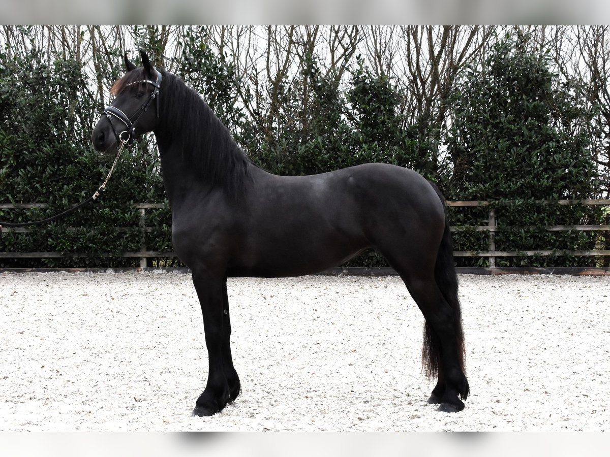 Fries paard Merrie 4 Jaar 160 cm Zwart in Strijen