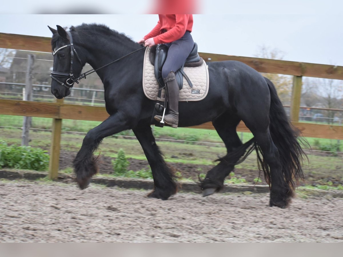 Fries paard Merrie 4 Jaar 160 cm Zwart in Achtmaal