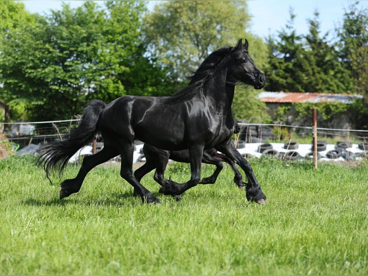 Fries paard Merrie 4 Jaar 161 cm Zwart in JEZOW