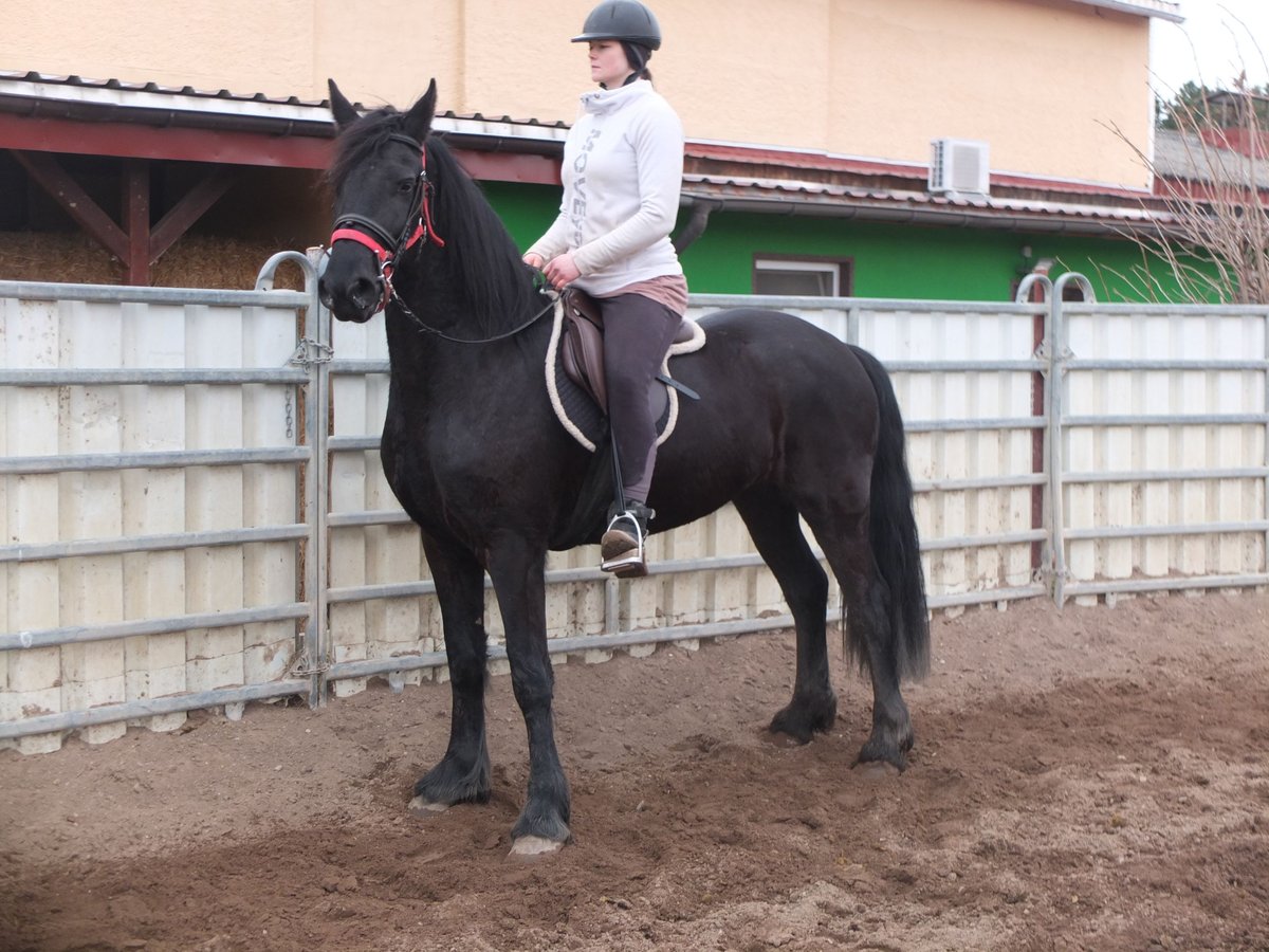 Fries paard Merrie 4 Jaar 162 cm Zwart in Ellersleben