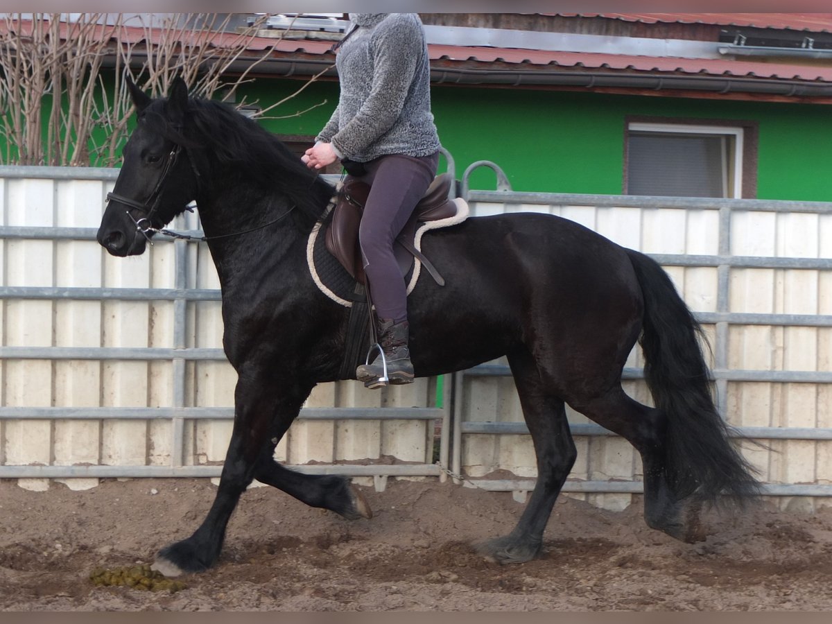 Fries paard Merrie 4 Jaar 162 cm Zwart in Ellersleben