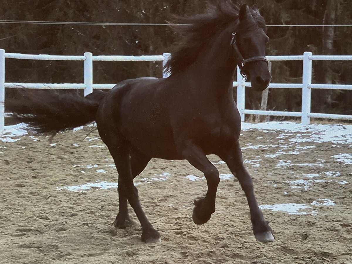 Fries paard Merrie 4 Jaar 163 cm Zwart in Bad Kleinkirchheim