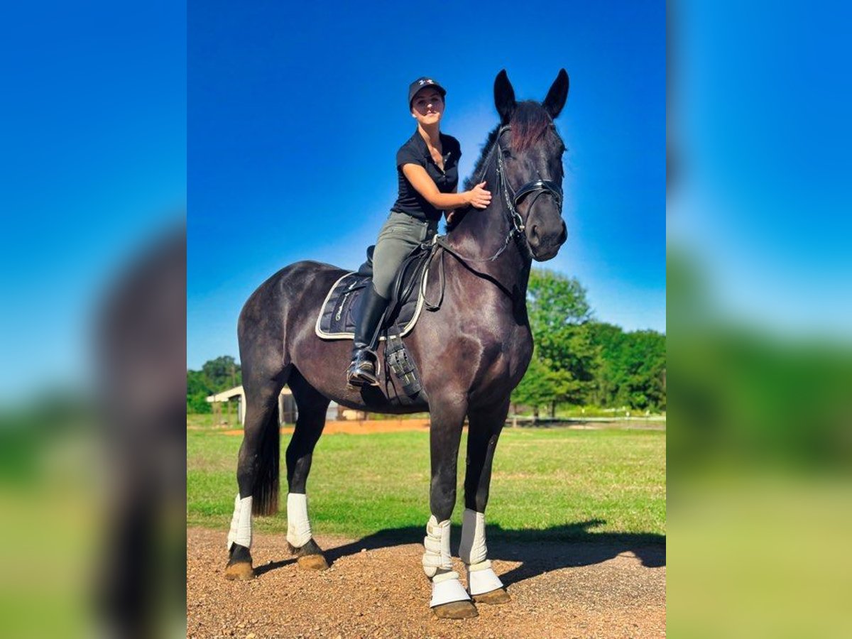 Fries paard Merrie 4 Jaar 163 cm Zwart in Austin