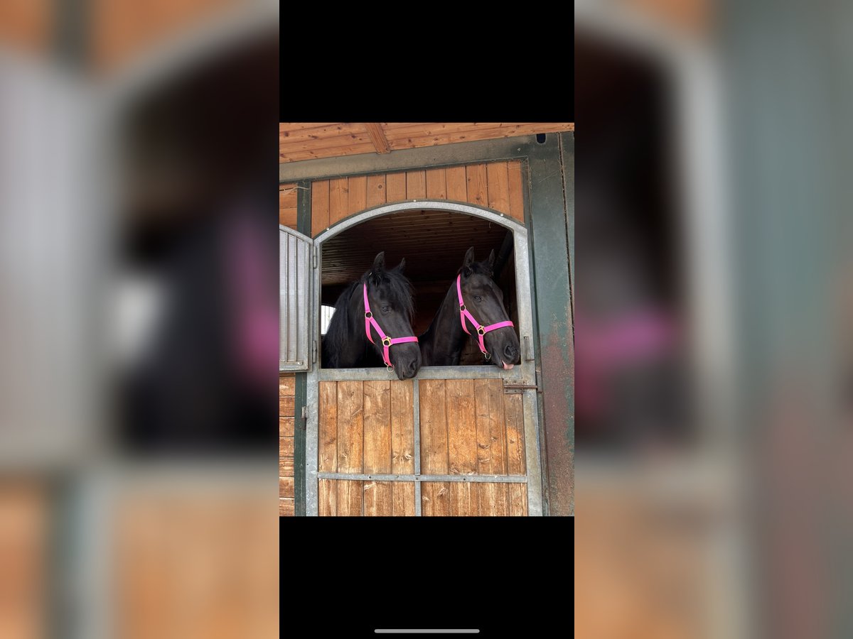 Fries paard Merrie 4 Jaar 164 cm Zwart in Feldkirchen-Westerham