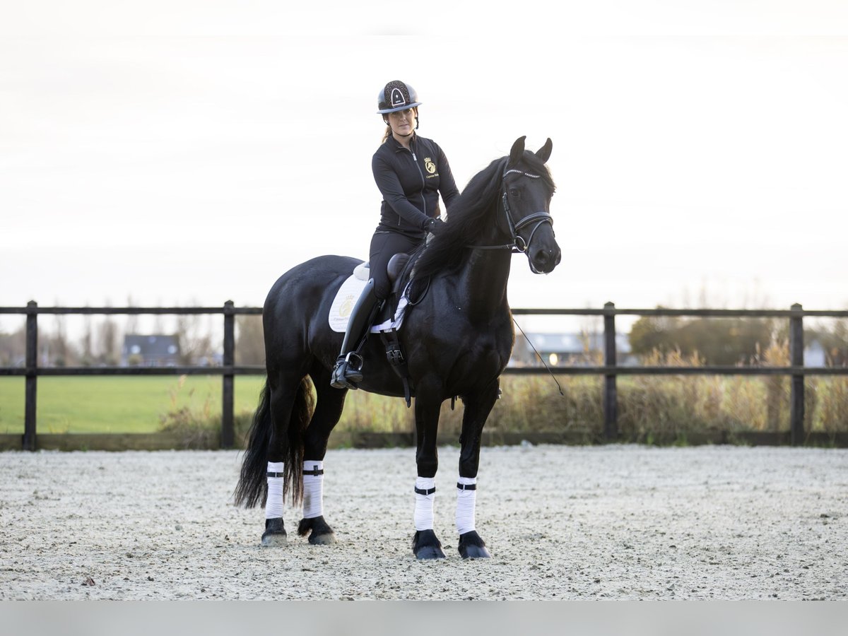 Fries paard Merrie 4 Jaar 165 cm Zwart in Harlingen