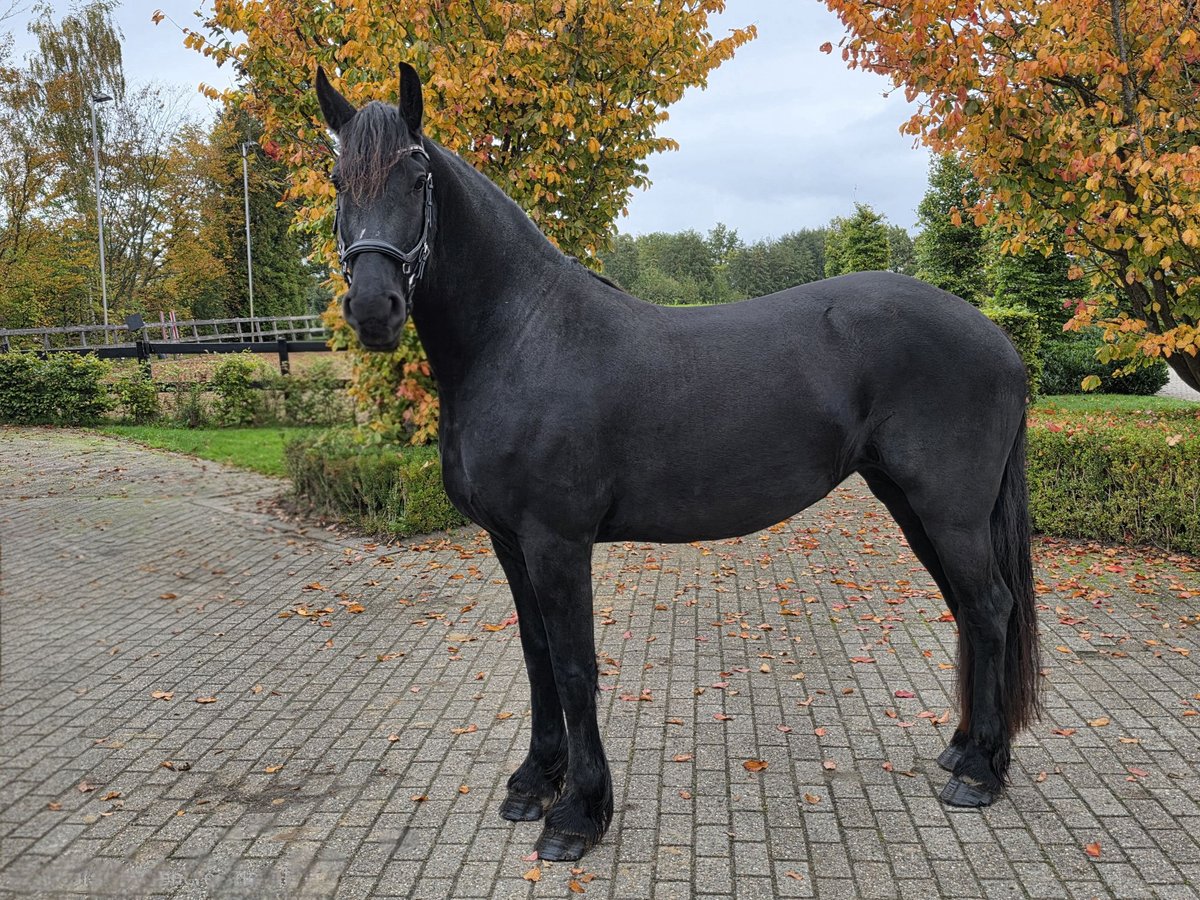 Fries paard Merrie 4 Jaar 165 cm Zwart in Woudenberg