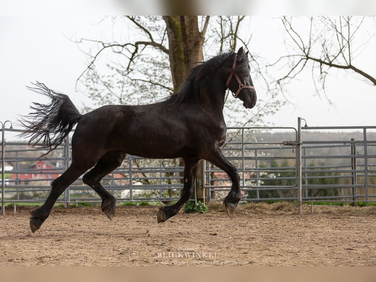 Fries paard Merrie 4 Jaar Zwart in Schöllnach