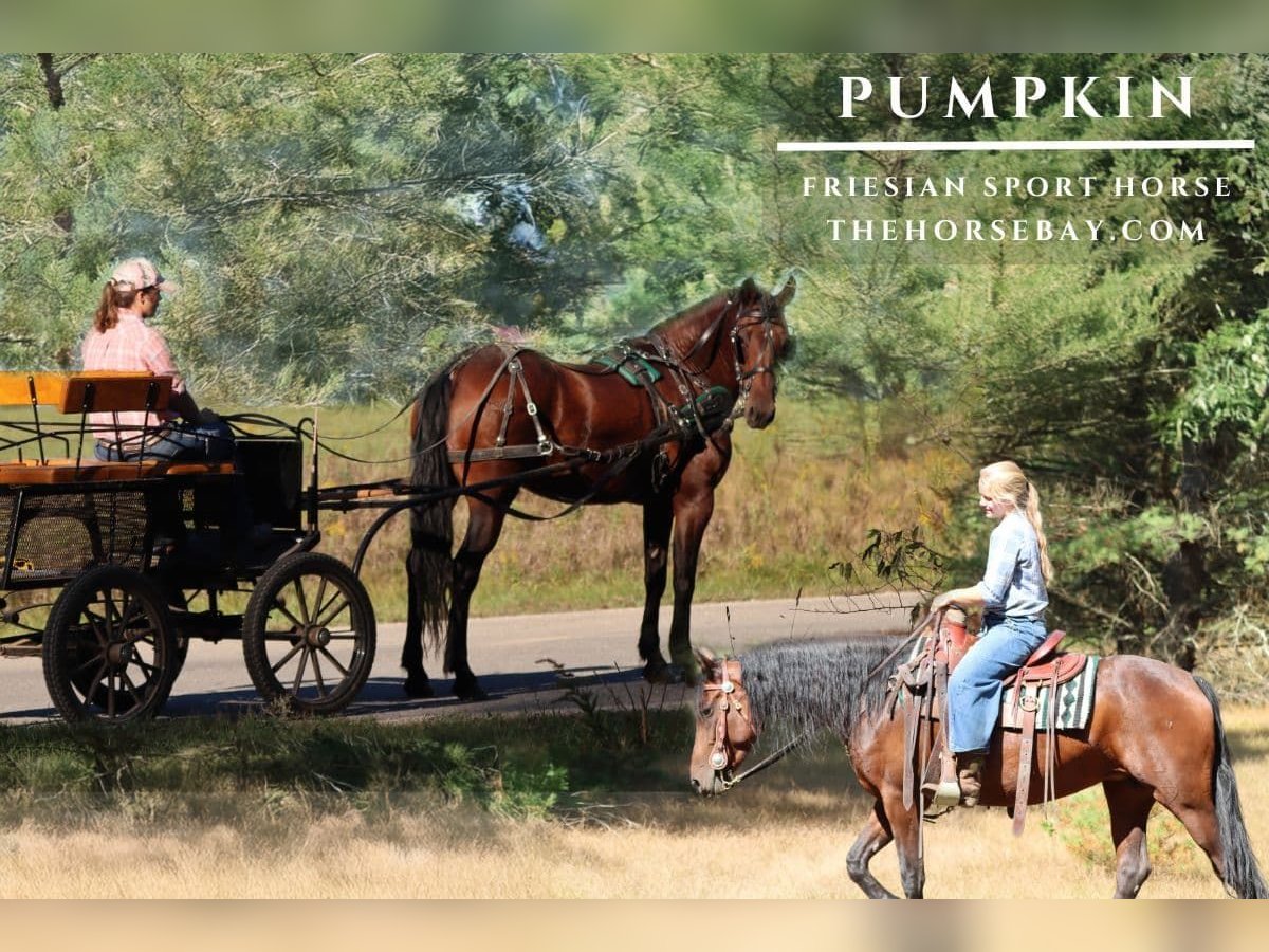 Fries paard Merrie 5 Jaar 152 cm Roodbruin in Hesperia, MI