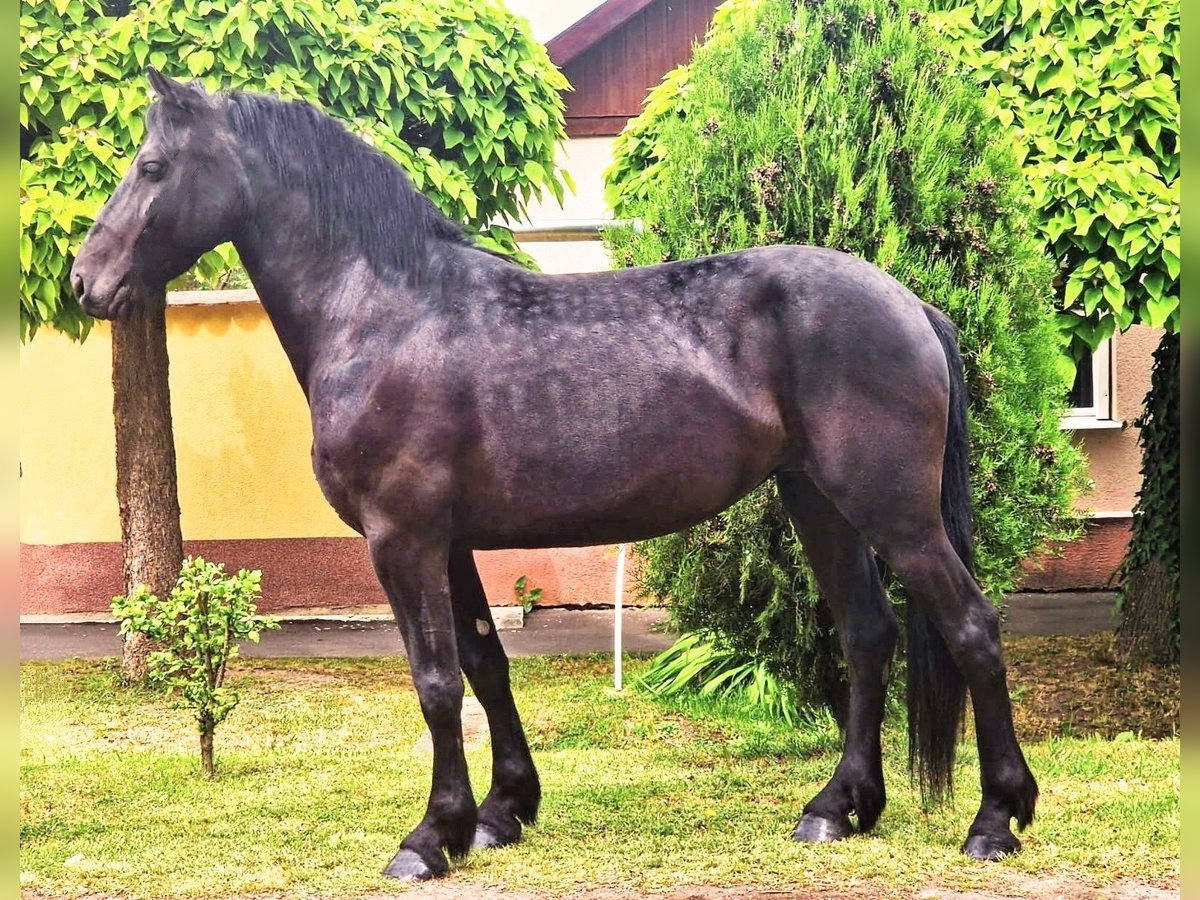 Fries paard Mix Merrie 5 Jaar 155 cm Zwart in B&#xE9;k&#xE9;scsaba