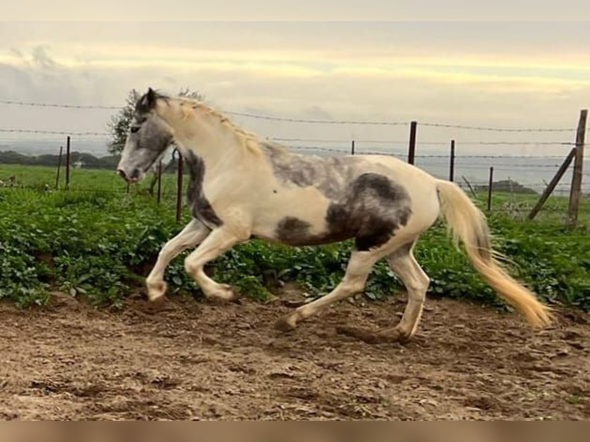Fries paard Mix Merrie 5 Jaar 158 cm Gevlekt-paard in Chiclana de la Frontera