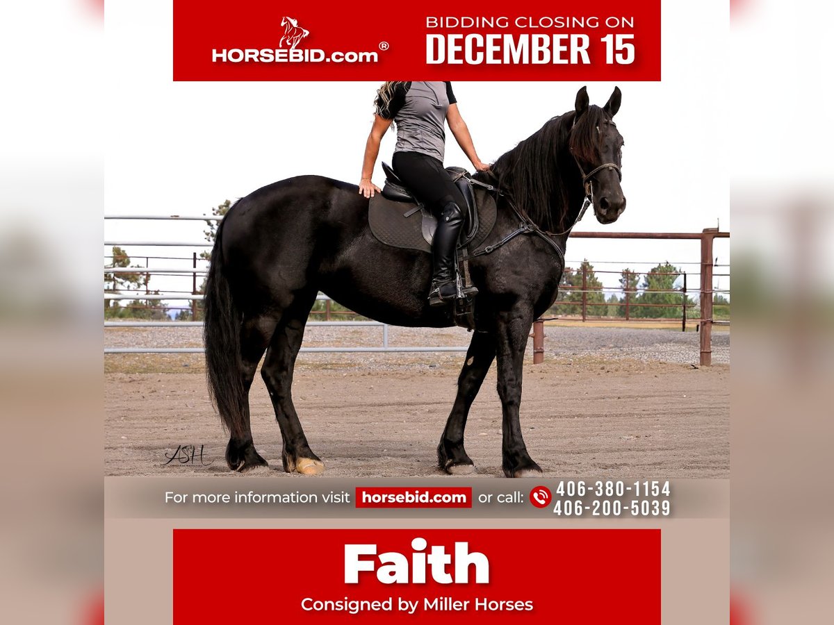 Fries paard Merrie 5 Jaar 160 cm Zwart in Billings