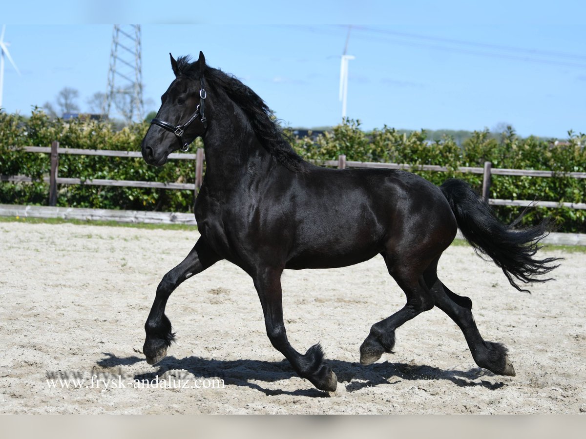Fries paard Merrie 5 Jaar 160 cm Zwart in Mijnsheereland
