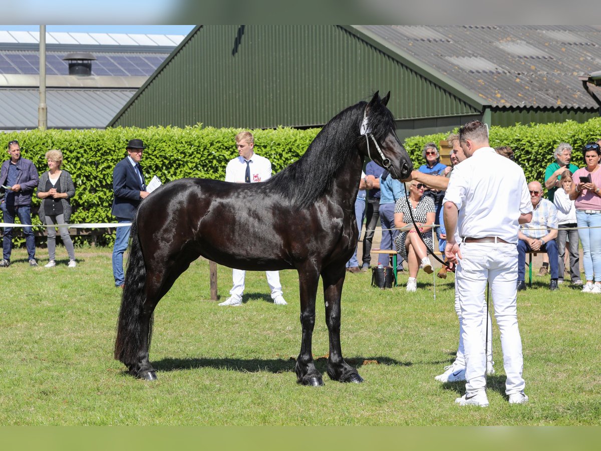 Fries paard Merrie 5 Jaar 162 cm Zwart in Wittenburg