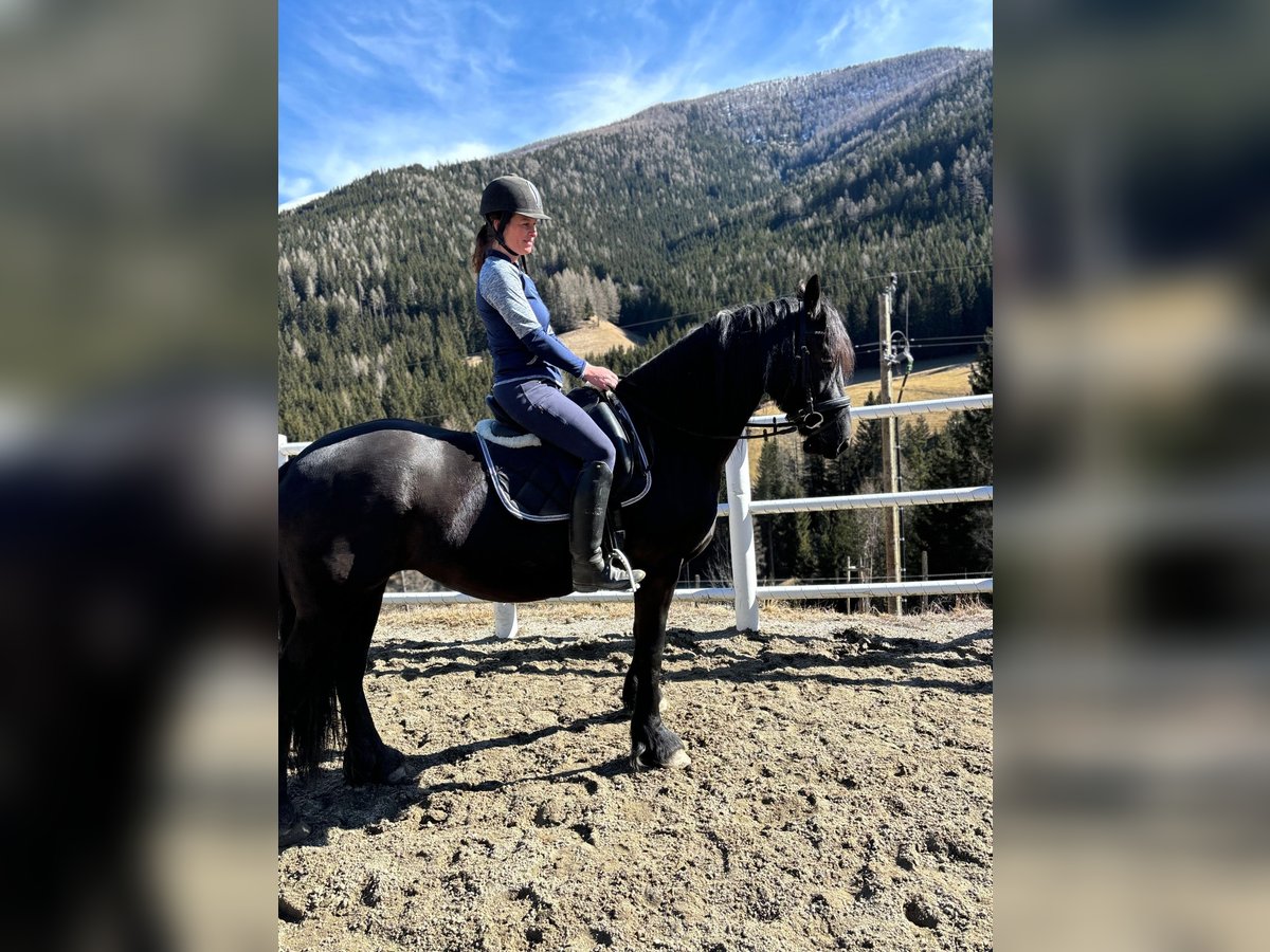 Fries paard Merrie 5 Jaar 162 cm Zwart in Bad Kleinkirchheim