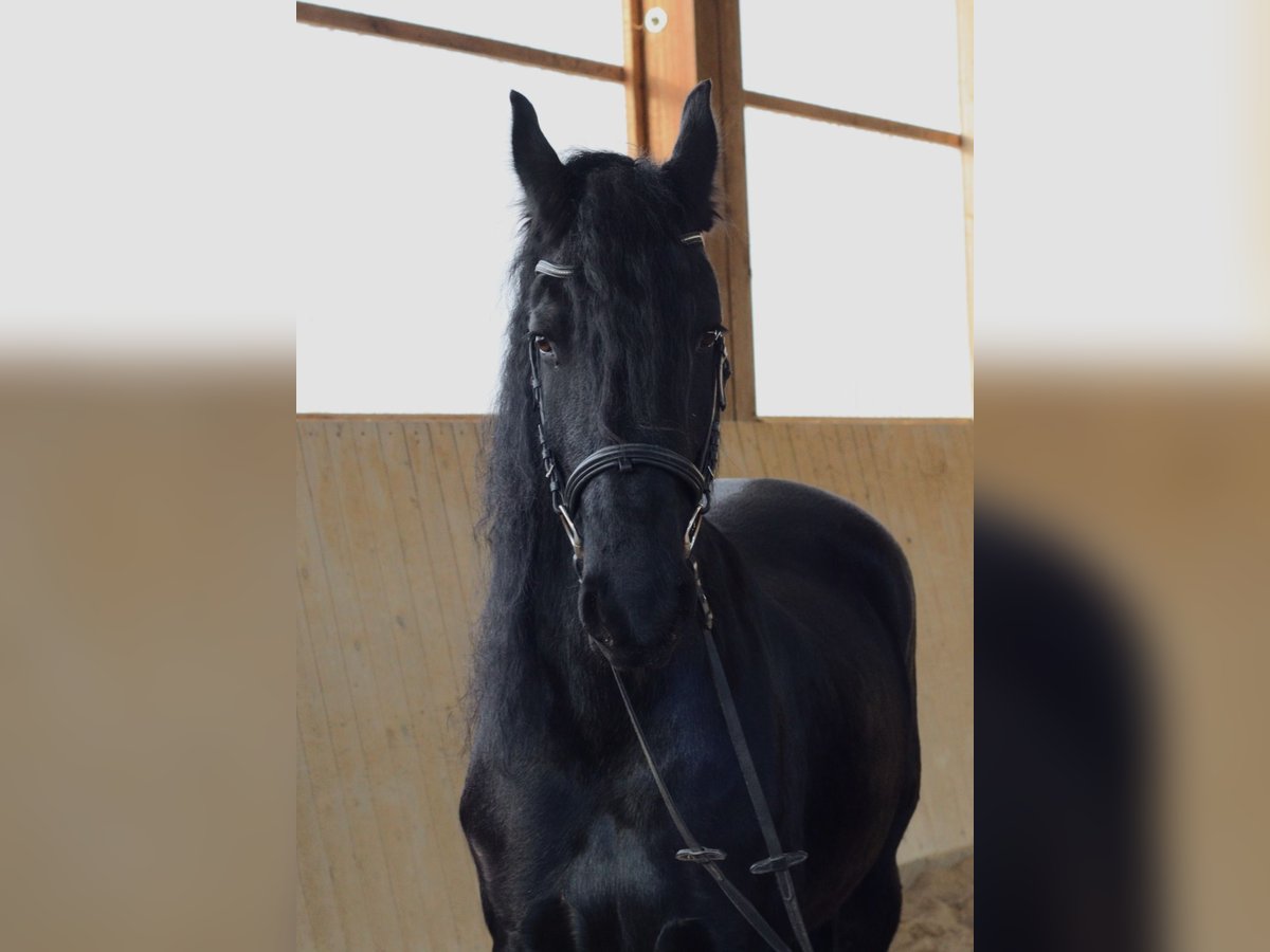 Fries paard Merrie 5 Jaar 162 cm Zwart in Rutha