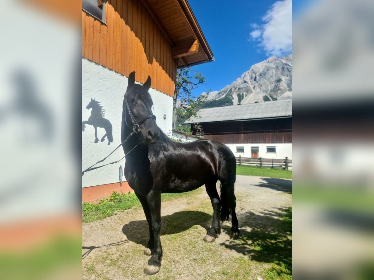 Fries paard Merrie 5 Jaar 163 cm Zwart in Ramsau am Dachstein