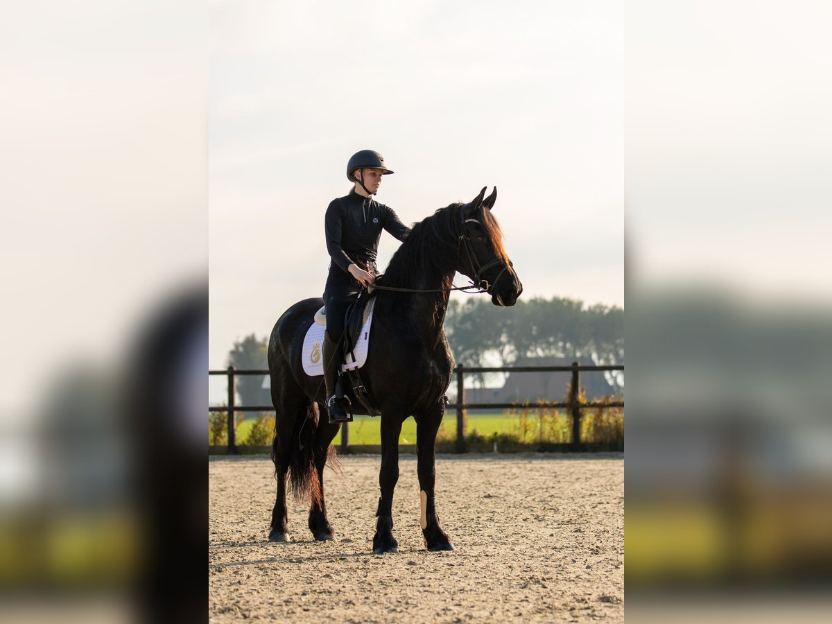 Fries paard Merrie 5 Jaar 166 cm Zwart in Harlingen