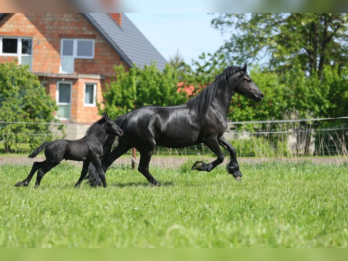 Fries paard Merrie 5 Jaar 167 cm Zwart in JEZOW