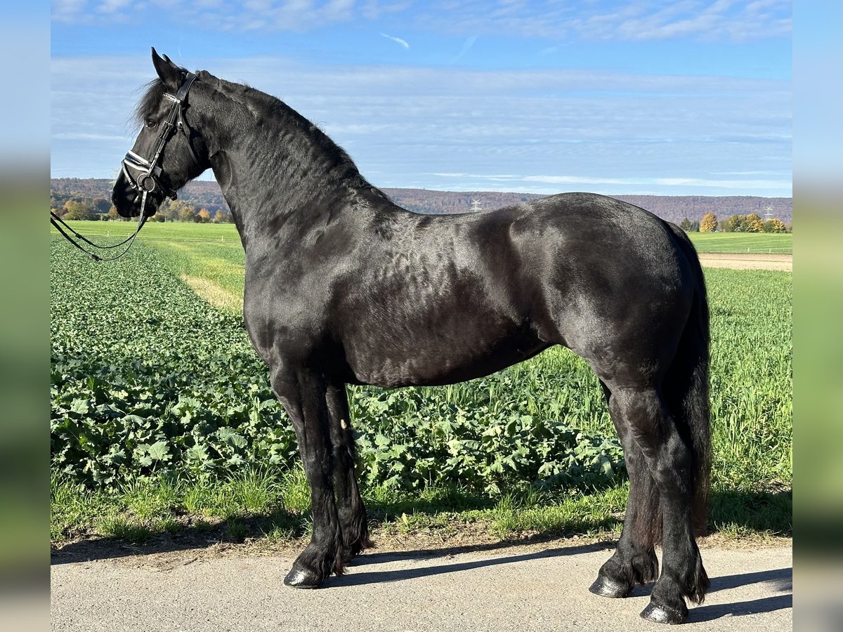 Fries paard Merrie 5 Jaar 167 cm Zwart in Riedlingen