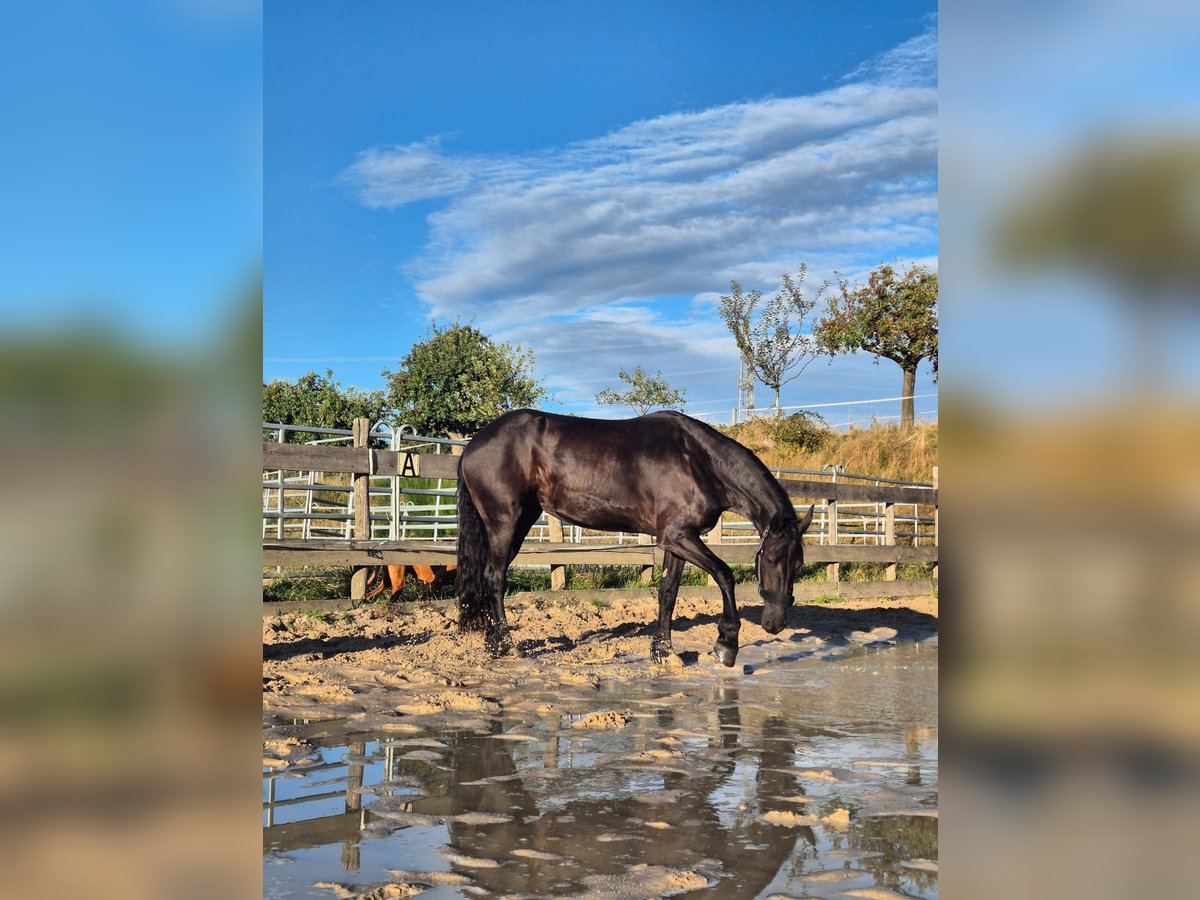 Fries paard Merrie 5 Jaar 167 cm Zwartbruin in Hofheim am Taunus