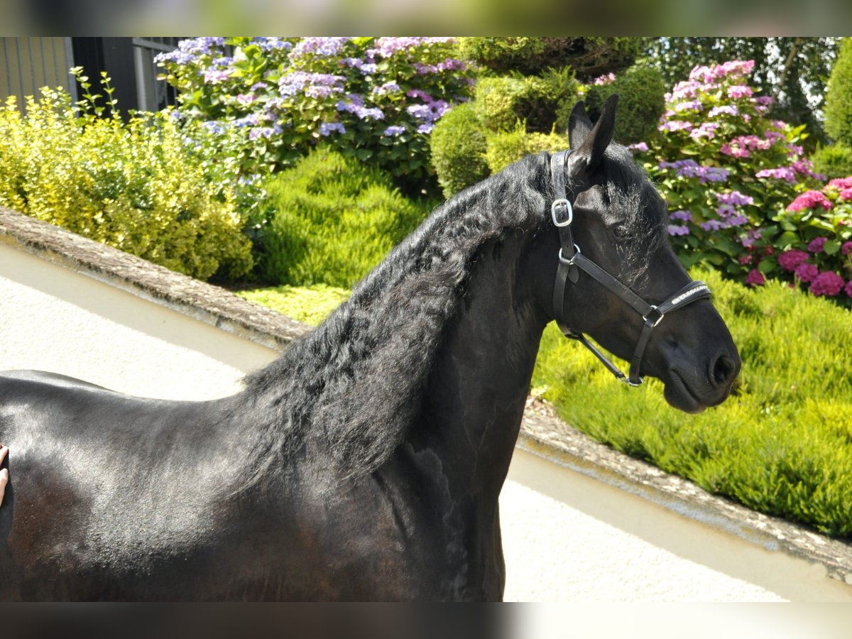 Fries paard Merrie 5 Jaar 170 cm Zwart in Ochtendung