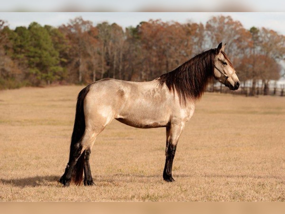 Fries paard Merrie 6 Jaar 152 cm Buckskin in Lodi