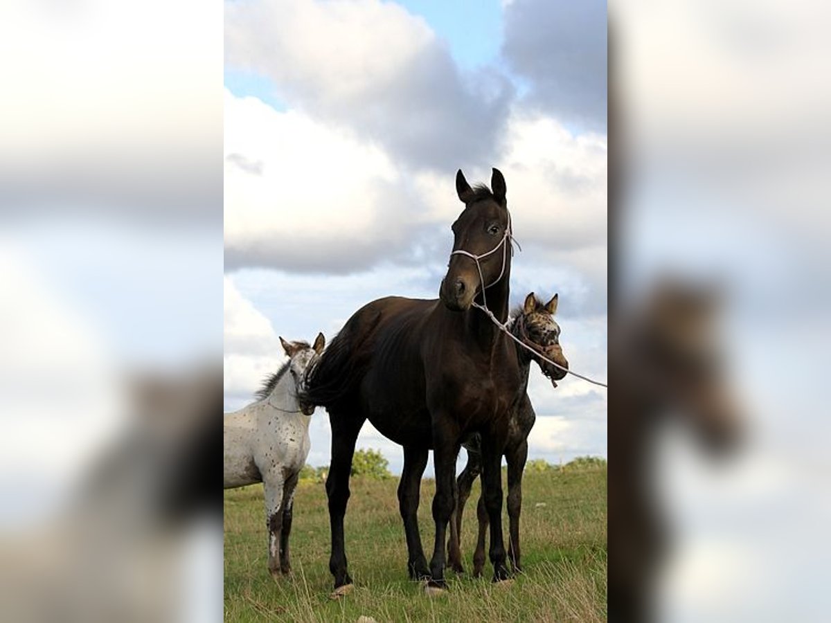 Fries paard Merrie 6 Jaar 156 cm in GOVEN