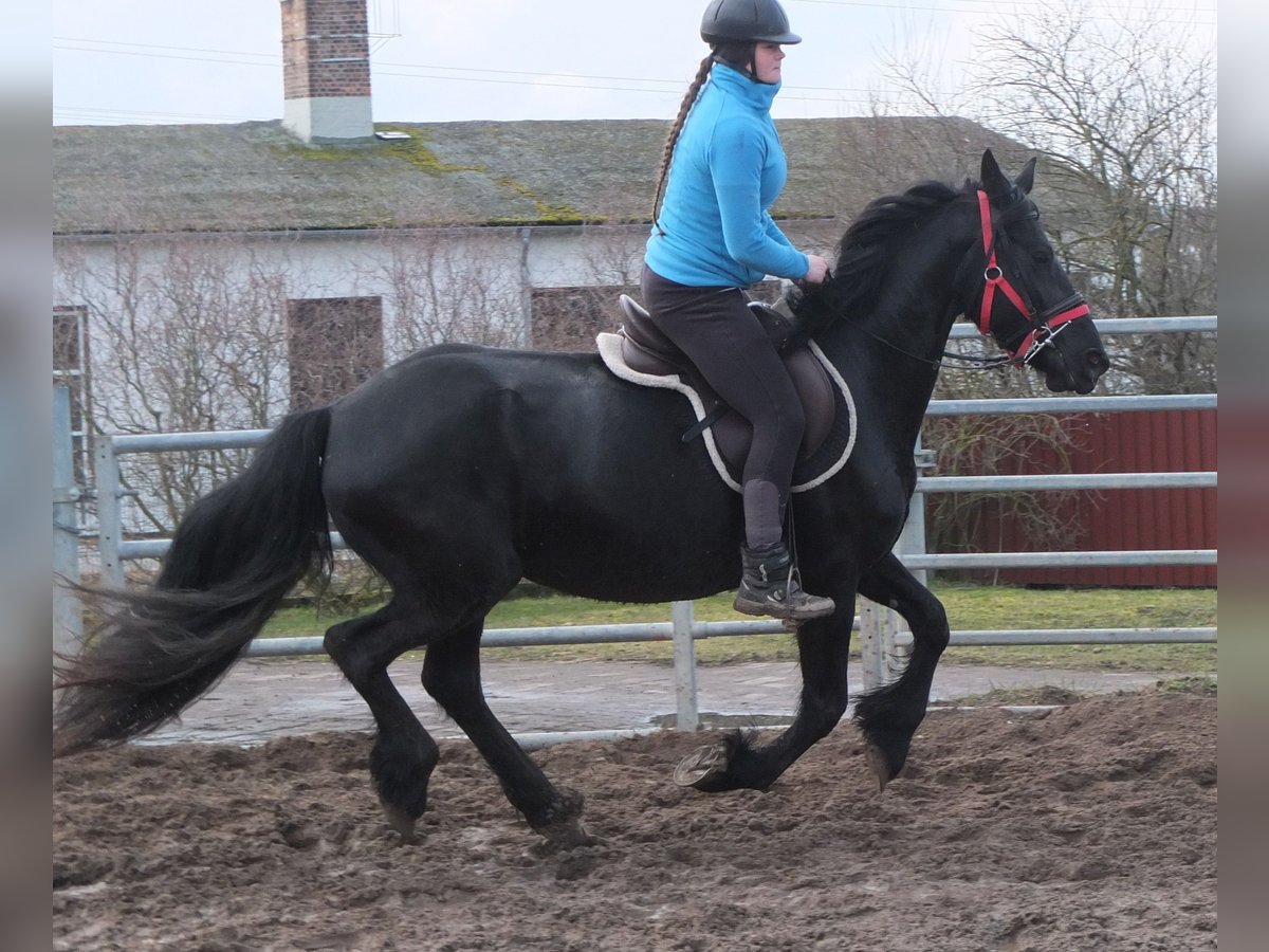 Fries paard Merrie 6 Jaar 158 cm Zwart in Buttstädt