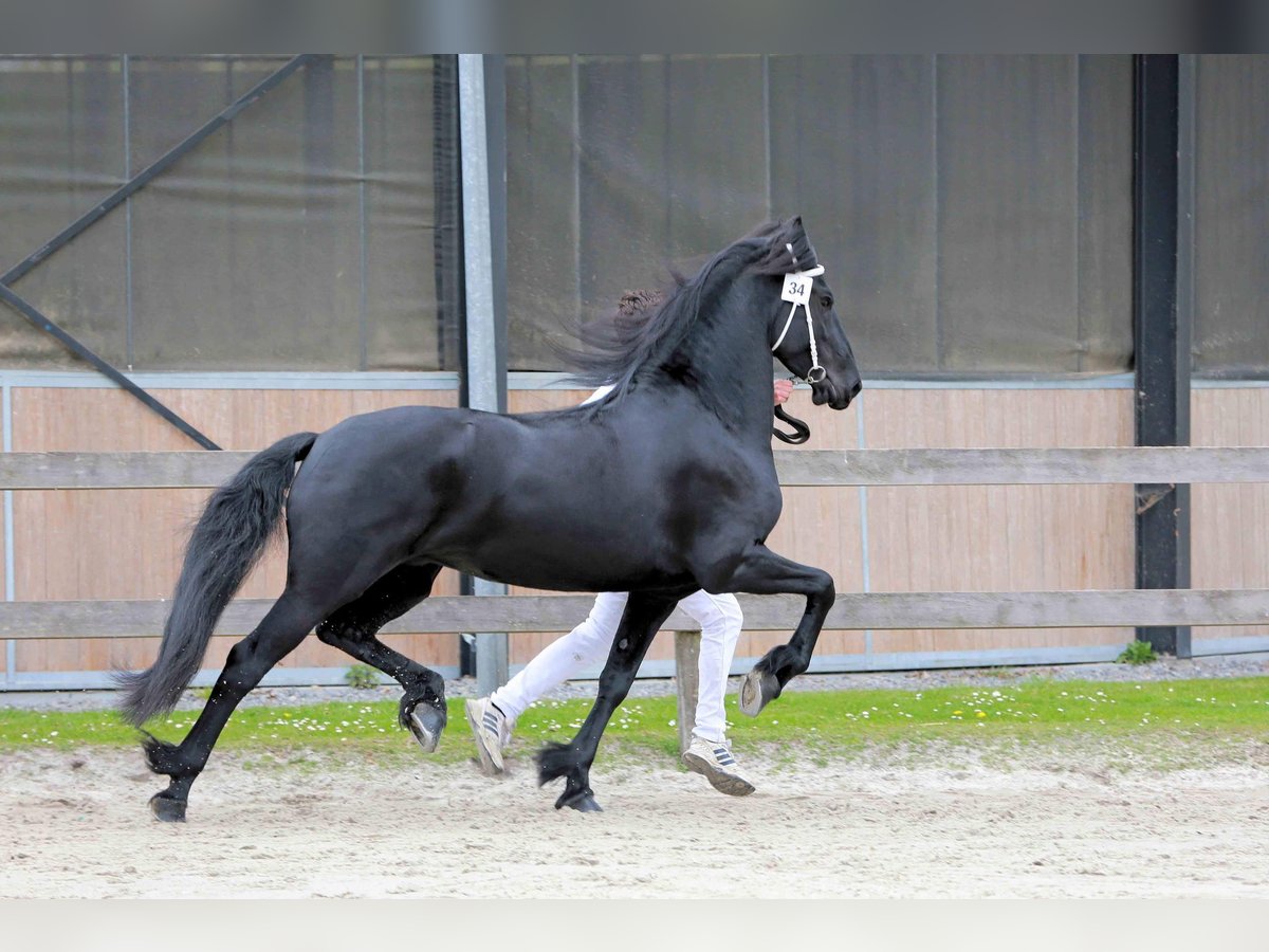 Fries paard Merrie 6 Jaar 163 cm Zwart in Hollandscheveld