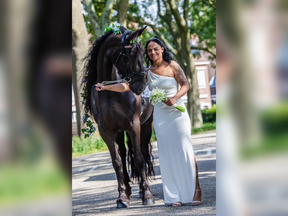 Fries paard Merrie 6 Jaar 167 cm Zwart in Amstelhoek