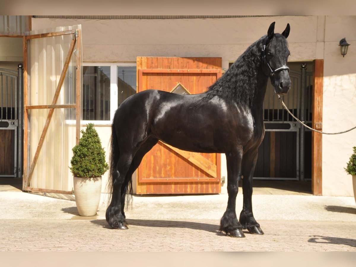 Fries paard Merrie 6 Jaar 170 cm Zwart in Ochtendung