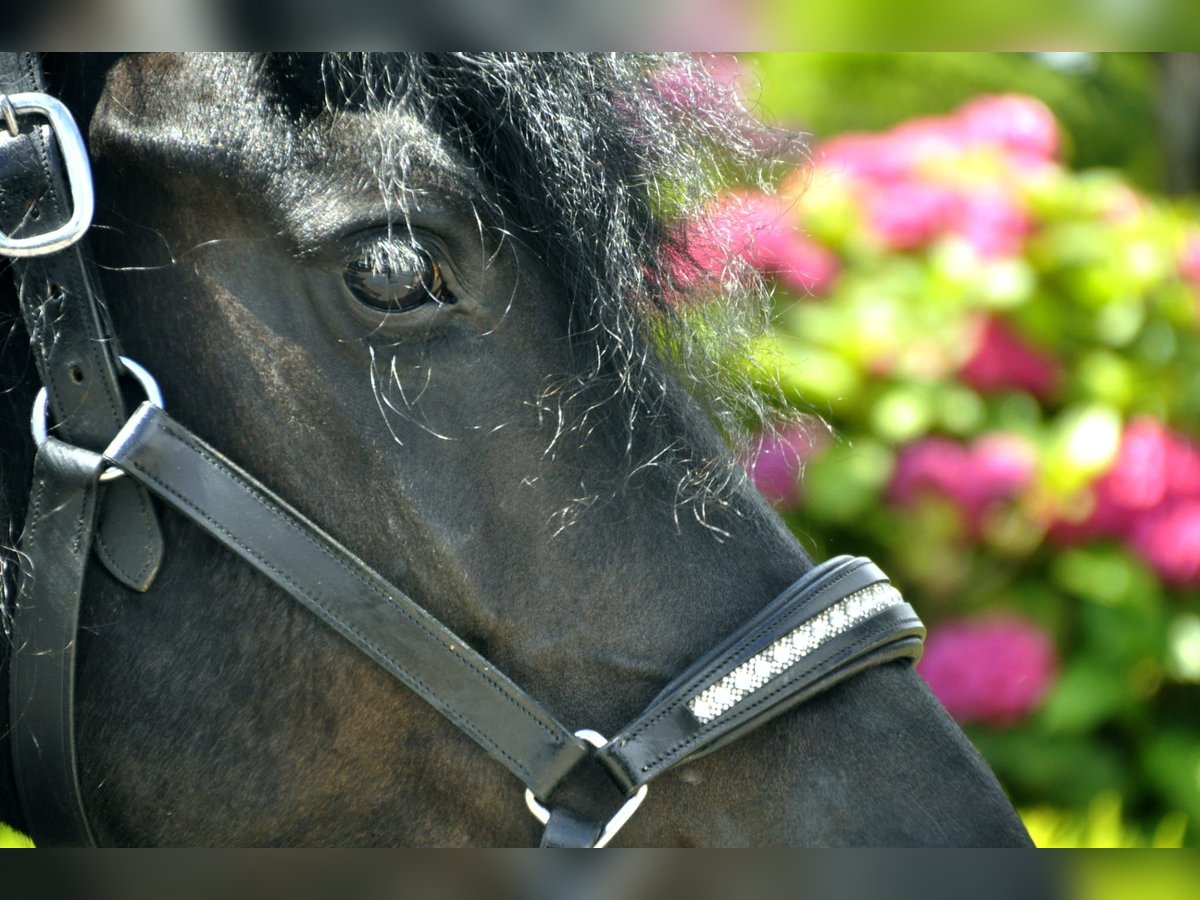 Fries paard Merrie 6 Jaar 170 cm Zwart in Ochtendung