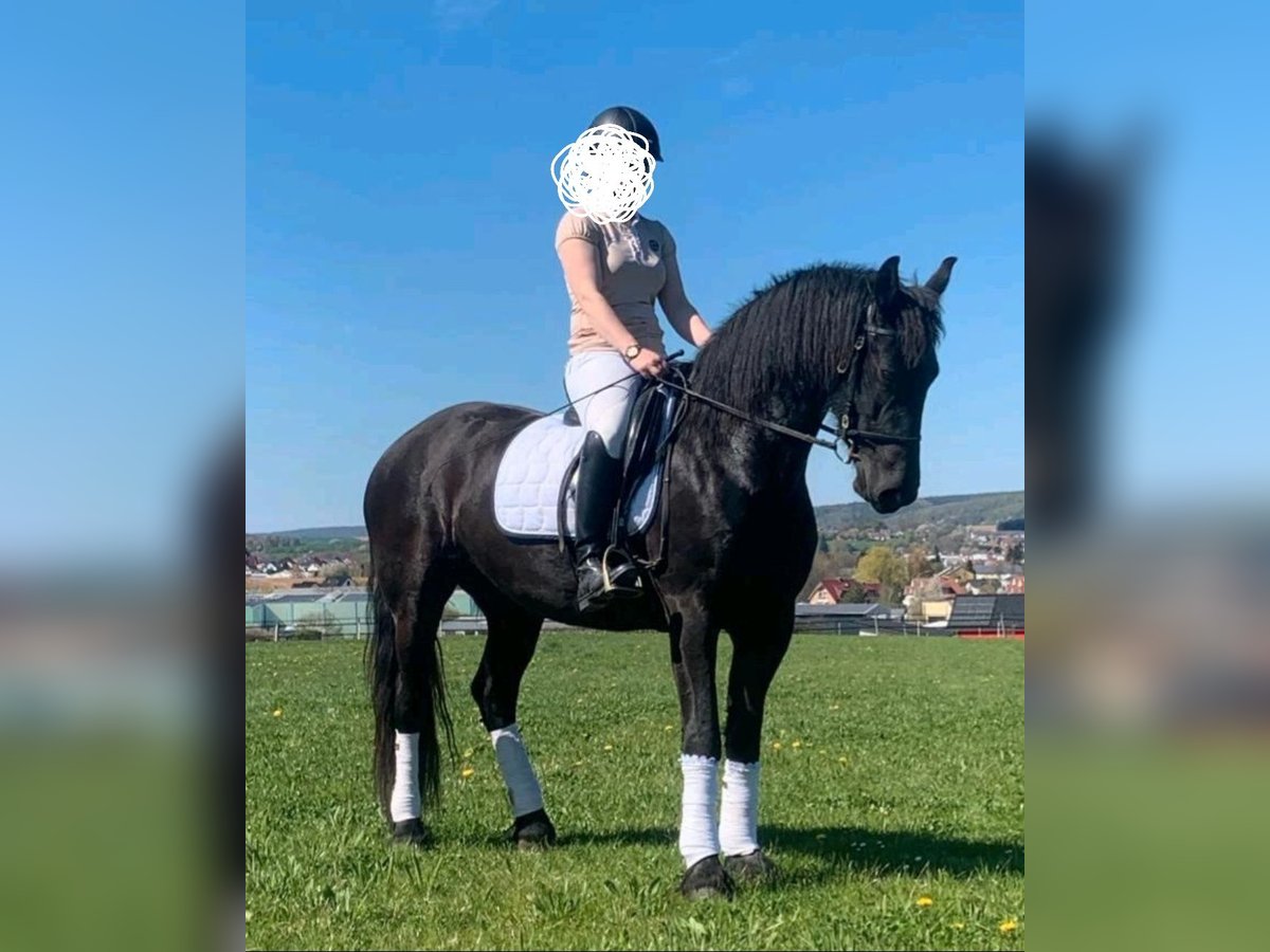 Fries paard Merrie 6 Jaar 171 cm Zwart in Osloß