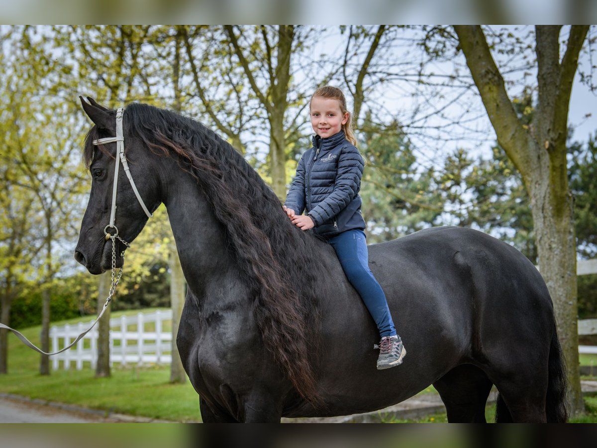 Fries paard Merrie 6 Jaar 173 cm Zwart in Prague 4