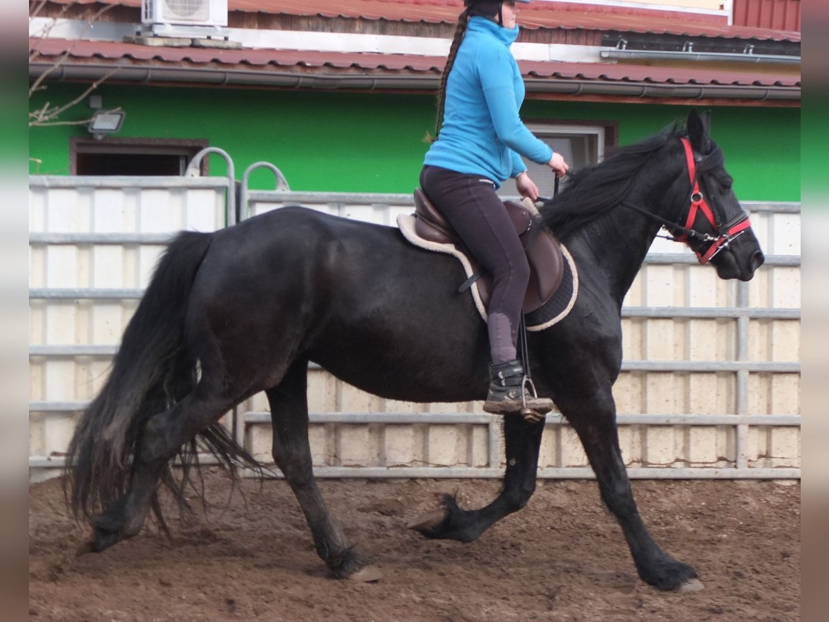 Fries paard Merrie 7 Jaar 158 cm Zwart in Buttst&#xE4;dt