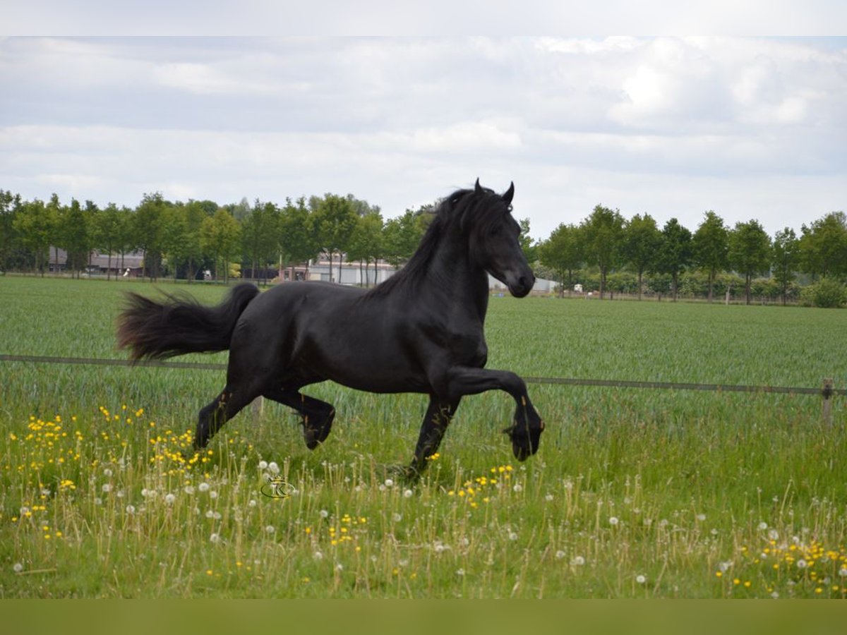 Fries paard Merrie 7 Jaar 160 cm Zwartbruin in Rovio