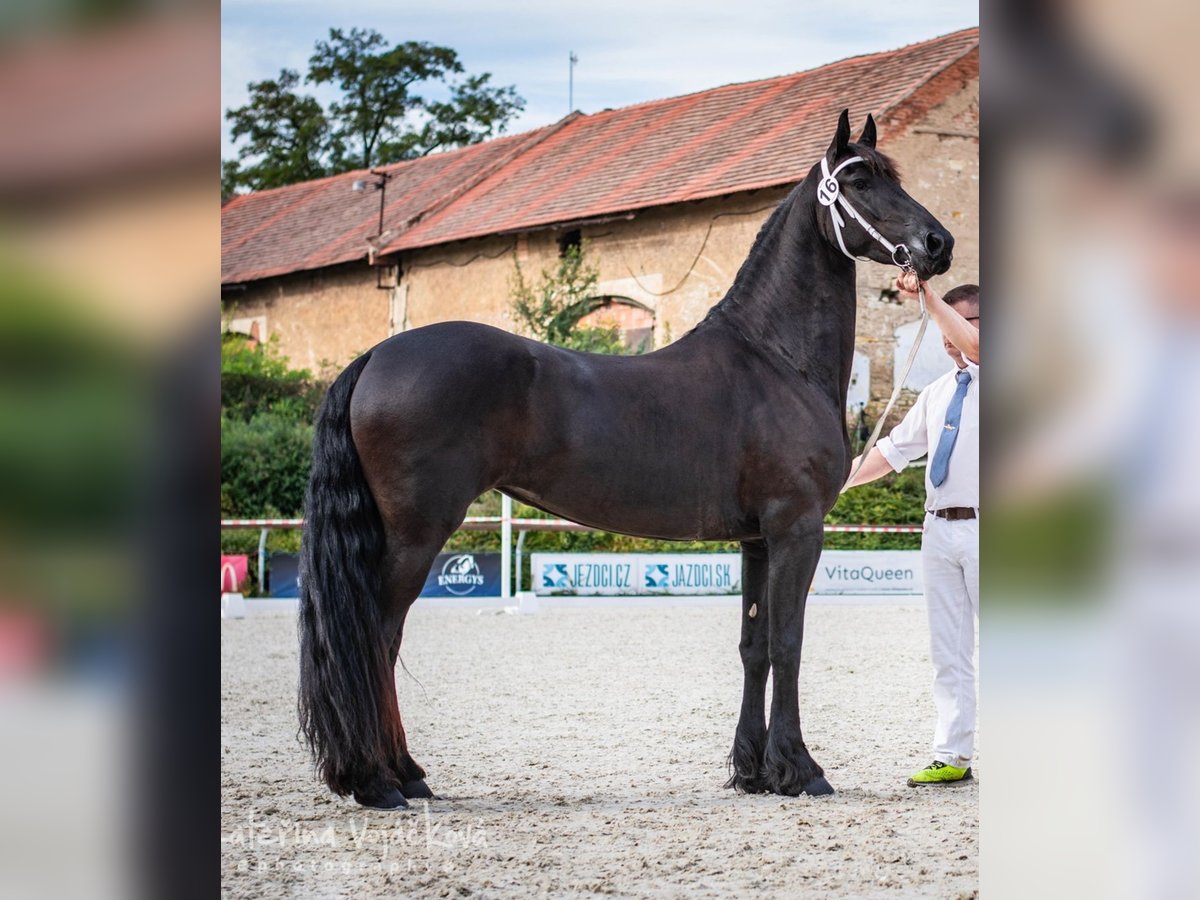 Fries paard Merrie 7 Jaar 170 cm Zwart in Radonice