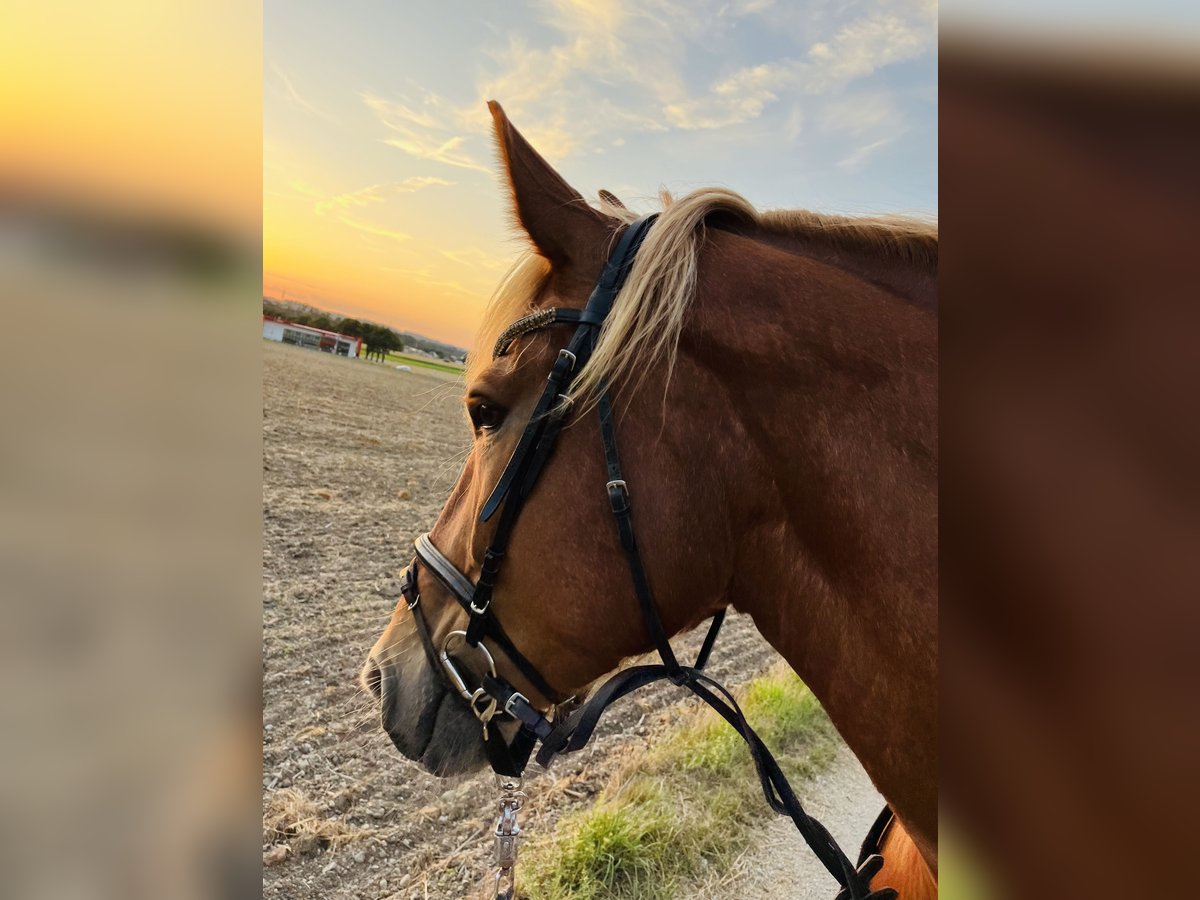 Fries paard Mix Merrie 7 Jaar 175 cm Vos in Haidershofen