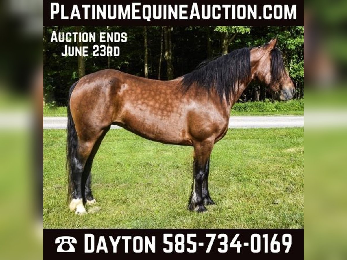 Fries paard Merrie 8 Jaar 147 cm in Warsaw NY