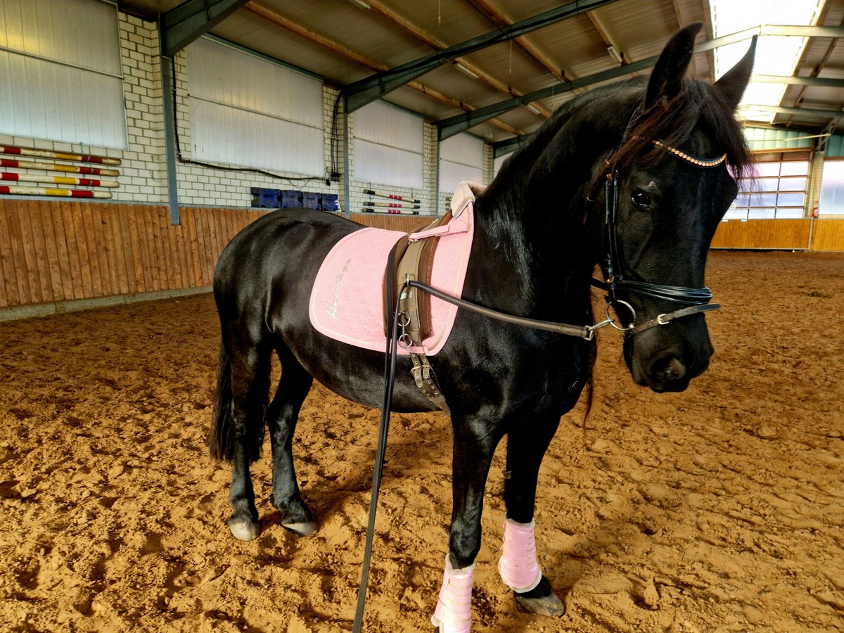 Fries paard Merrie 8 Jaar 160 cm Zwart in Westoverledingen