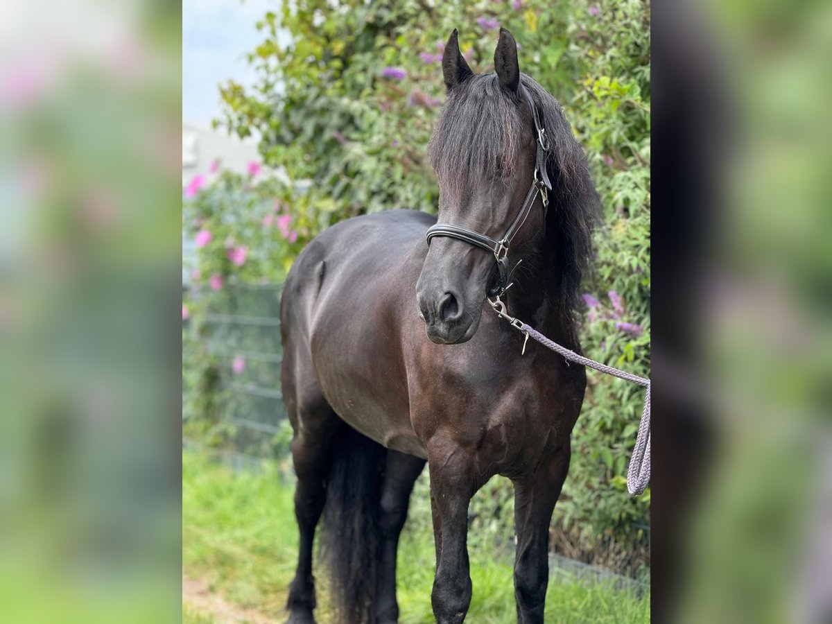 Fries paard Merrie 8 Jaar 160 cm Zwart in Morsbach