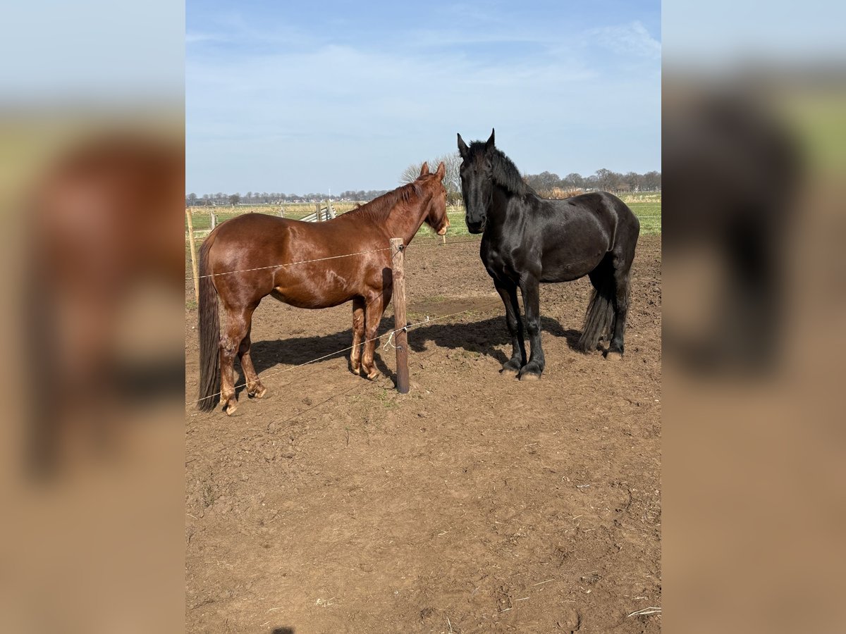 Fries paard Merrie 8 Jaar 161 cm Zwart in Hoevenen