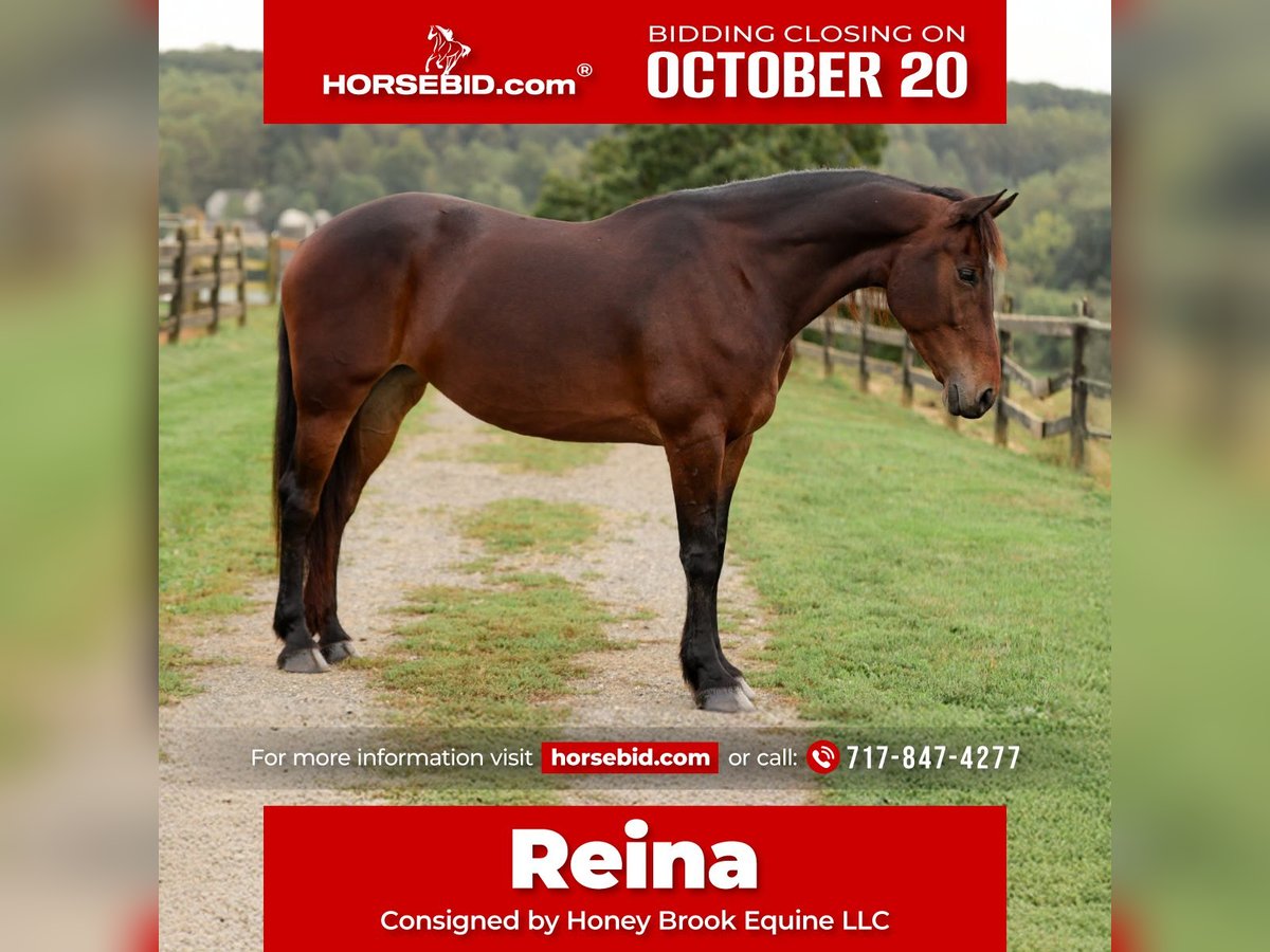 Fries paard Mix Merrie 8 Jaar 163 cm Roodbruin in Honey Brook