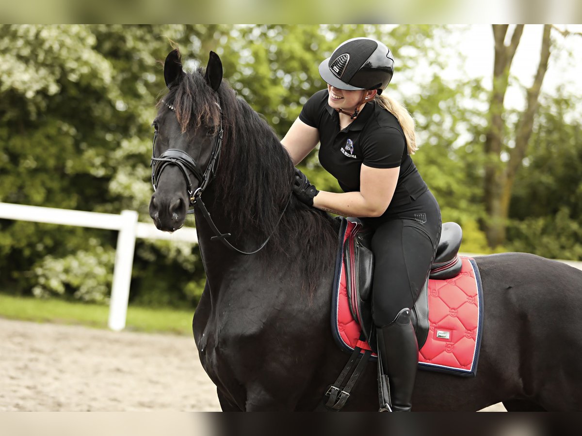 Fries paard Merrie 8 Jaar 163 cm Zwart in Britswert